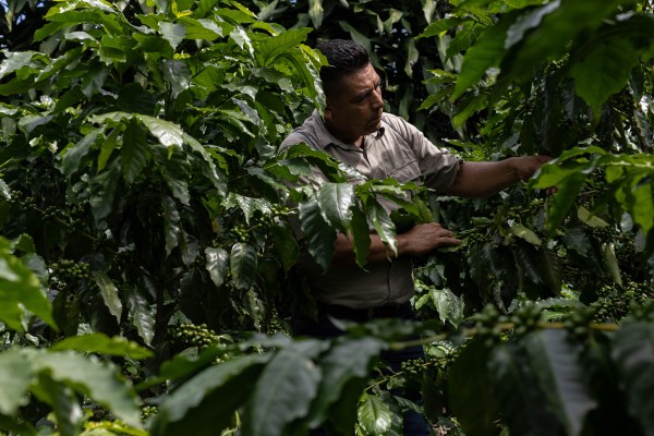 A man in a short-sleeved shirt inspects lush green plants in a dense, leafy garden. He appears focused as he reaches out and closely examines the foliage surrounding him. Sunlight filters through the leaves, illuminating his face and the vibrant plants.