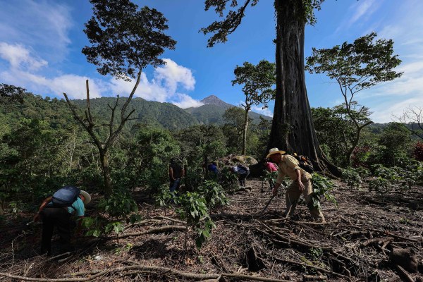 People working on a forested hillside with towering trees and a mountain in the background. One person wears a hat and bends down, while others are scattered around, tending to the land under a clear blue sky.