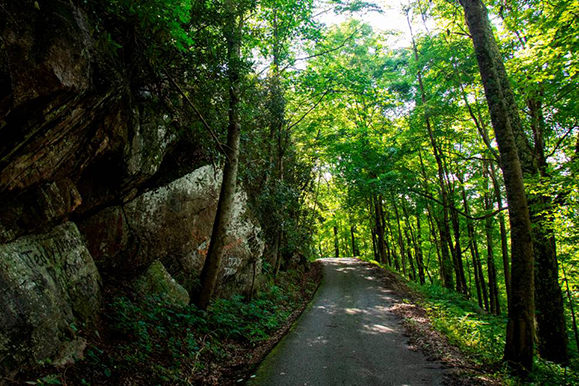 A back country road going through a thick lush green forest.